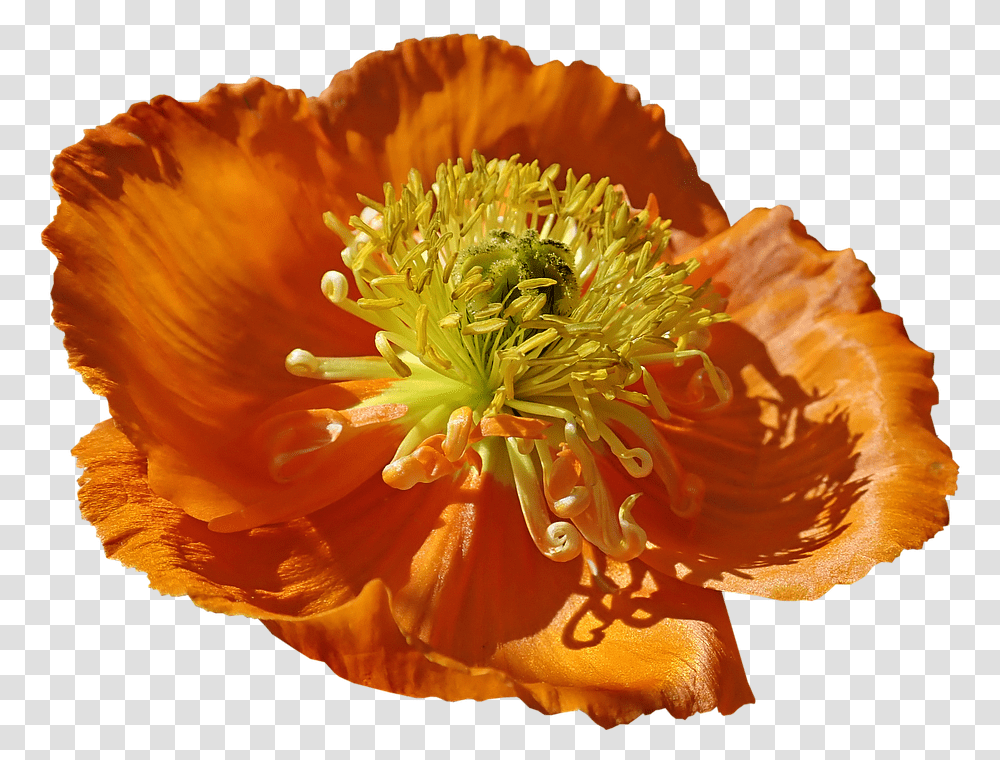 Flower Poppy Macro Pollen Corn Poppy, Plant, Blossom, Petal, Anther Transparent Png