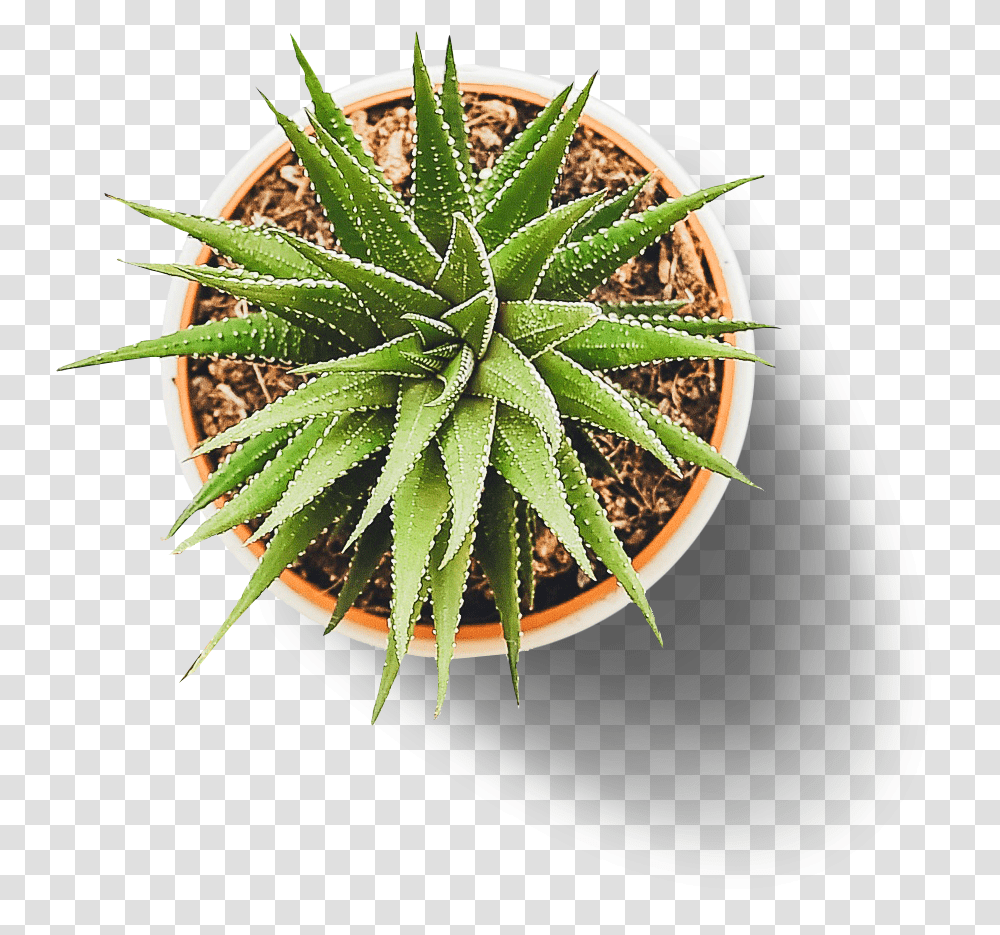 Flower Pot From Top, Aloe, Plant, Pineapple, Fruit Transparent Png