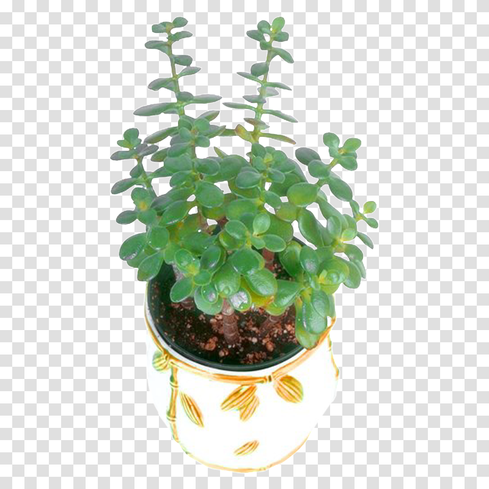 Flower Pot Green Plant Houseplant, Potted Plant, Vase, Jar, Pottery Transparent Png