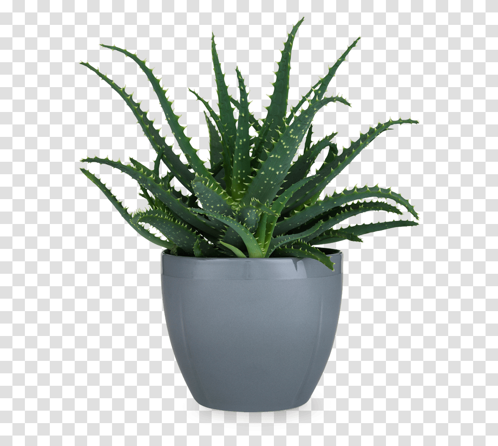 Flower Pot Picture Background Pot Plants, Aloe Transparent Png