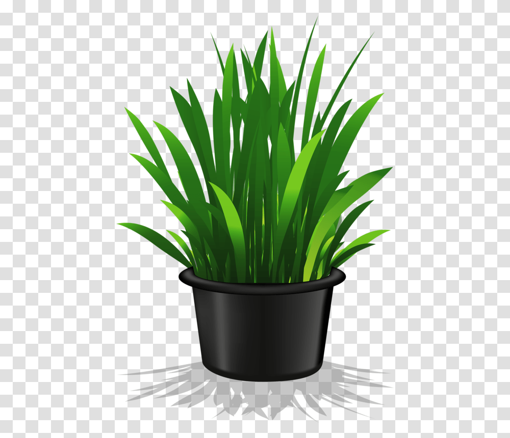 Flower Pot Plant Plant Clipart, Grass, Blossom, Iris Transparent Png