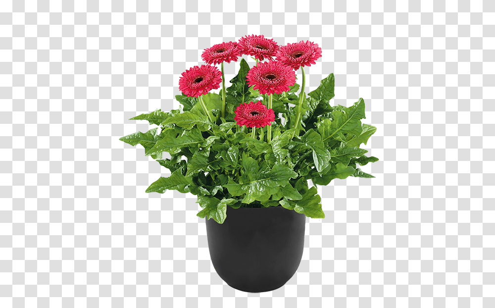 Flower Pot Plants, Geranium, Potted Plant, Vase, Jar Transparent Png