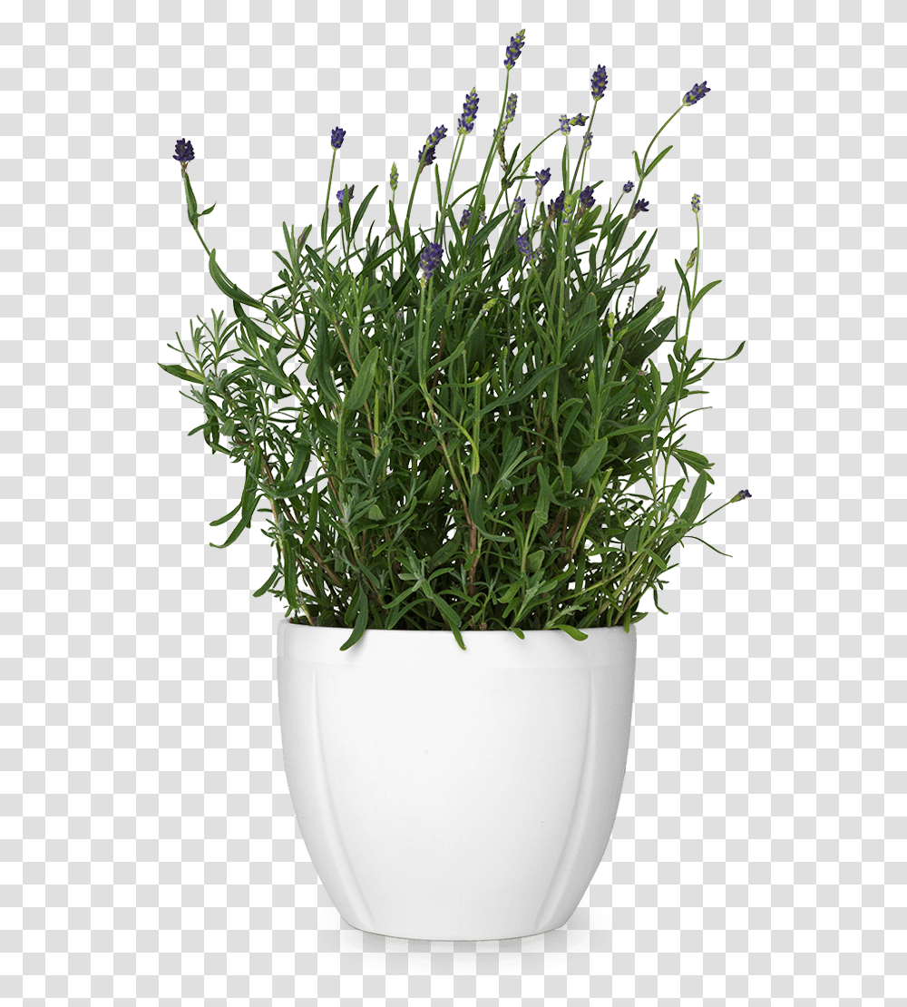 Flower Pot Potpng Images Pluspng Background Flower Pot, Plant, Milk, Beverage, Drink Transparent Png
