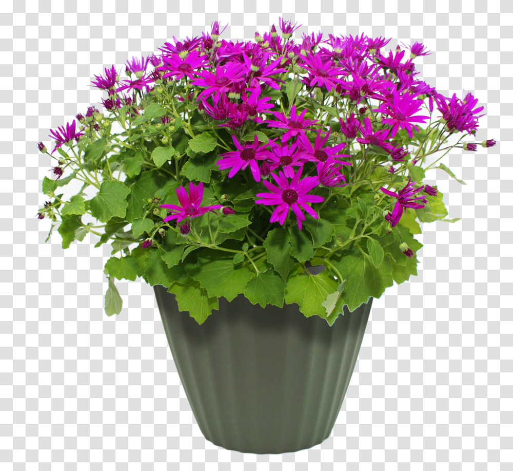 Flower Pot Potpng Images Pluspng Flowers In Pots, Plant, Geranium, Blossom, Potted Plant Transparent Png