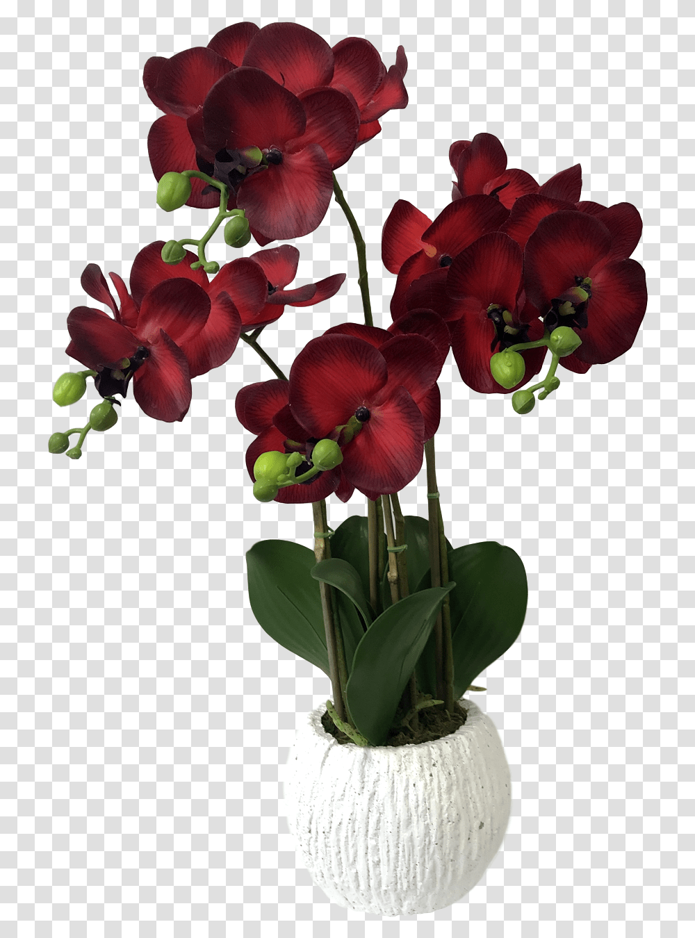 Flower Pots, Plant, Blossom, Geranium, Flower Arrangement Transparent Png