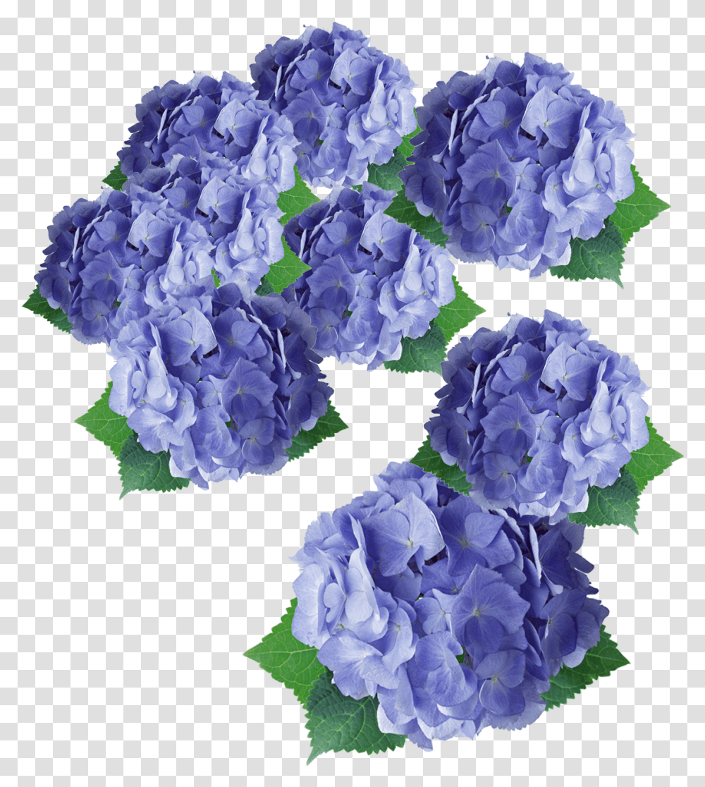 Flower Purple Hydrangea Floral Design Flower, Plant, Geranium, Blossom, Carnation Transparent Png