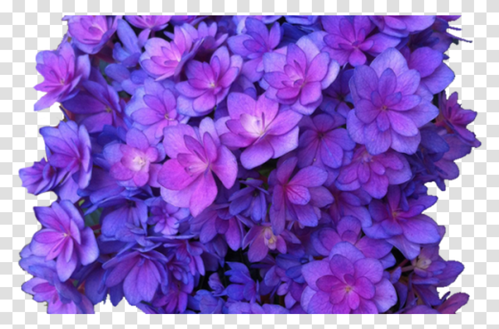 Flower Purple Multi Hydrangea Flowers Background Purple, Plant, Blossom, Geranium, Lilac Transparent Png