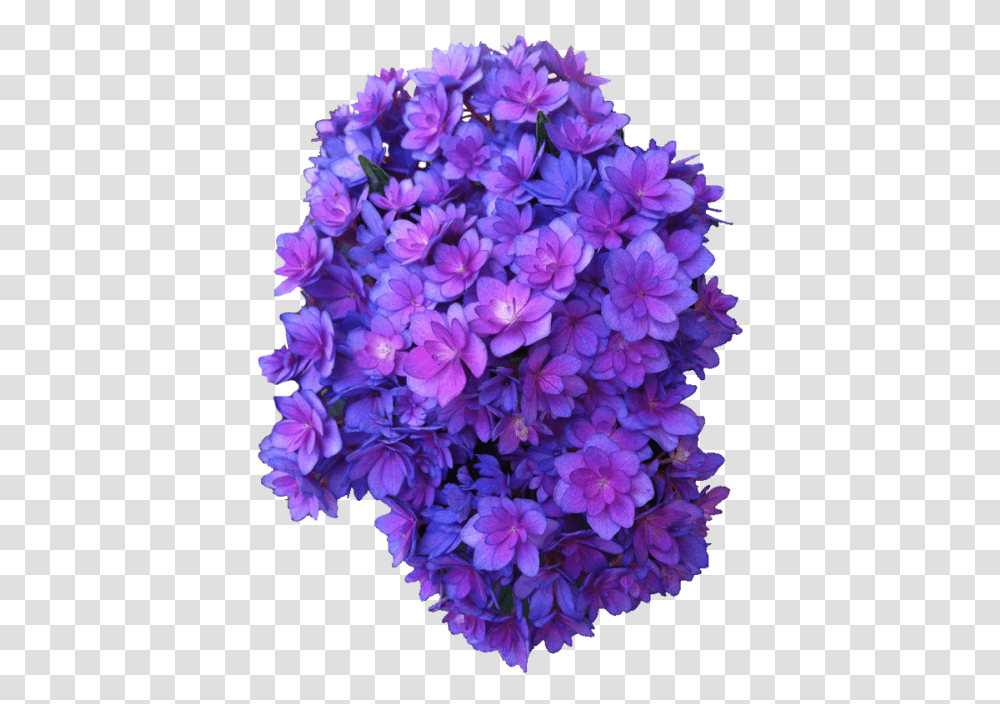 Flower Purple Multi Hydrangea Purple Flower, Plant, Blossom, Geranium, Petal Transparent Png