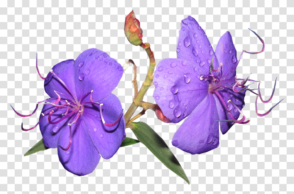 Flower Purple Rain Drops Shrub Garden Melastome Family, Geranium, Plant, Blossom, Acanthaceae Transparent Png