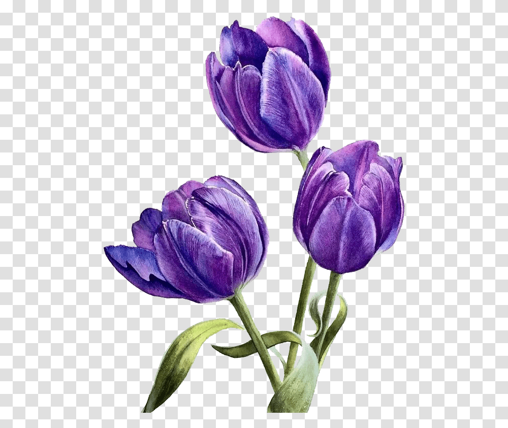 Flower Purple Watercolor, Plant, Blossom, Iris, Crocus Transparent Png