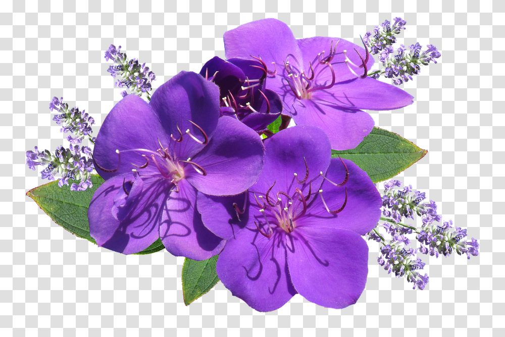 Flower Purple With Lavender Lavender Flower Hd, Geranium, Plant, Blossom, Pollen Transparent Png