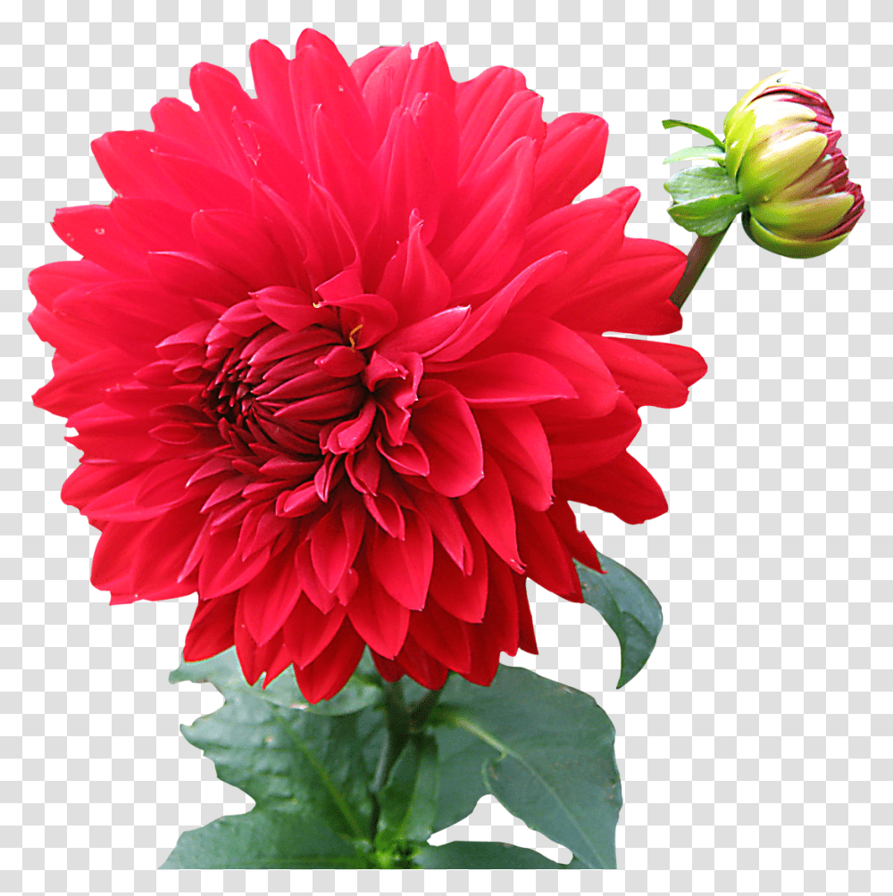 Flower Real 4 Image Flower Images Hd, Dahlia, Plant, Blossom, Asteraceae Transparent Png