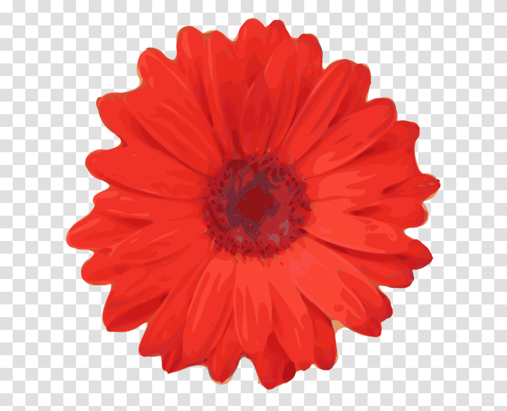 Flower Red Rose Common Daisy Petal, Plant, Blossom, Poppy, Daisies Transparent Png