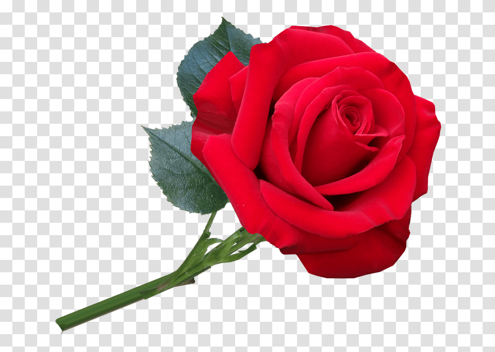 Flower Red Rose Fragrant Romantic Cut Out Floribunda, Plant, Blossom, Petal Transparent Png
