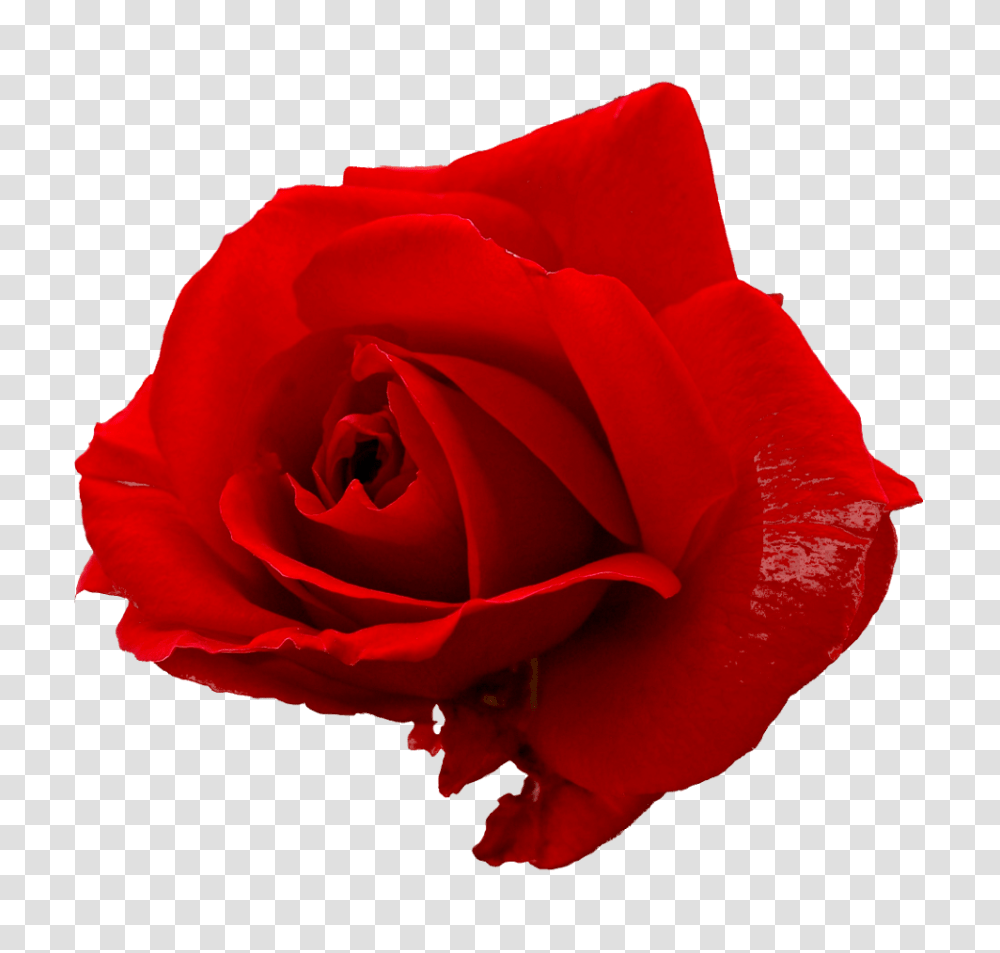 Flower Red Rose Image Red Rose, Plant, Blossom, Petal Transparent Png