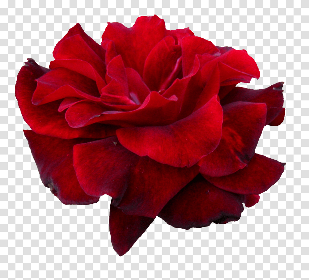 Flower Red Rose Image Rose Bud, Plant, Blossom, Petal, Geranium Transparent Png
