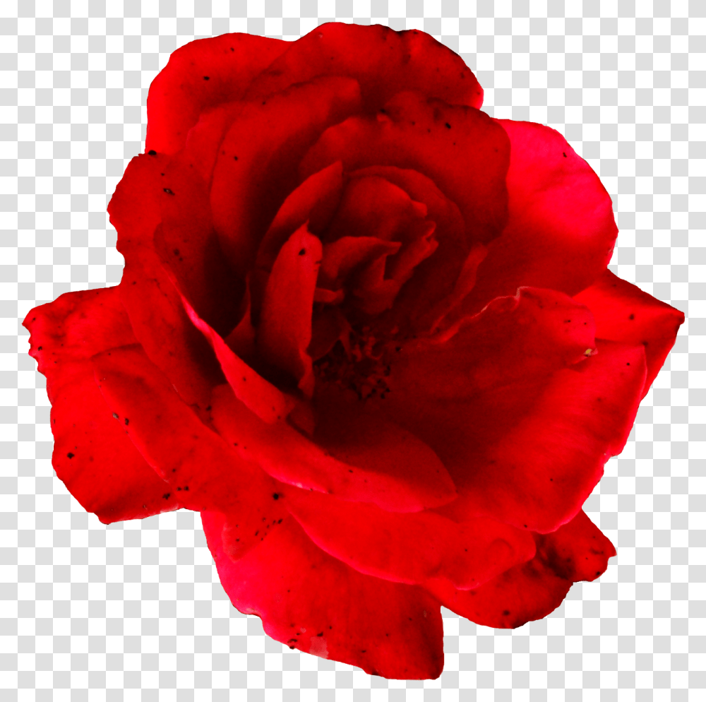 Flower Red Rose Image Rose, Plant, Blossom, Geranium, Petal Transparent Png