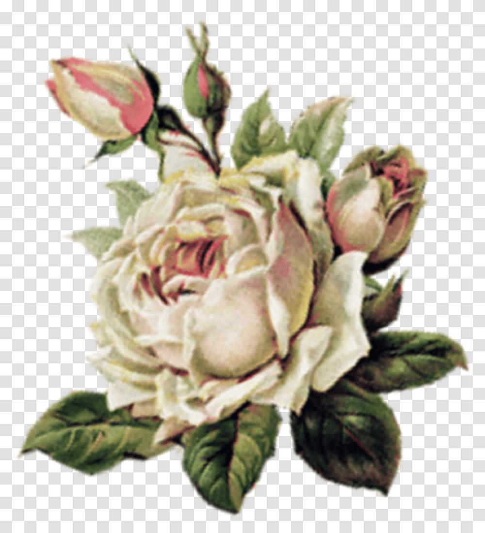 Flower Renaissance Portable Network Graphics, Plant, Rose, Blossom, Floral Design Transparent Png