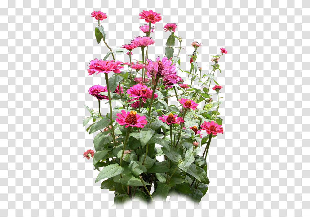 Flower Rg Designs Common Zinnia, Plant, Blossom, Flower Arrangement, Geranium Transparent Png