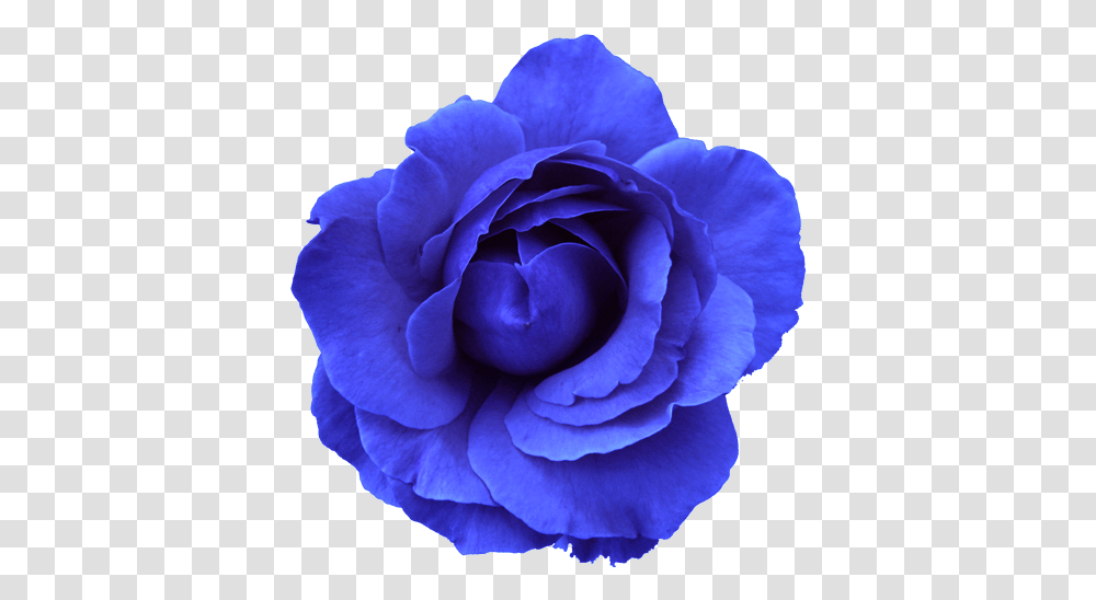 Flower Rose Blue No Back Free Images Vector Flowers On A Background, Plant, Blossom, Anemone, Dahlia Transparent Png