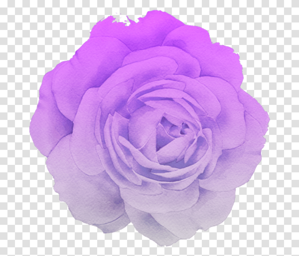 Flower Rose Blume Purple Pastel Pink White Trend Aesthetic Purple Flower, Plant, Blossom, Petal, Geranium Transparent Png