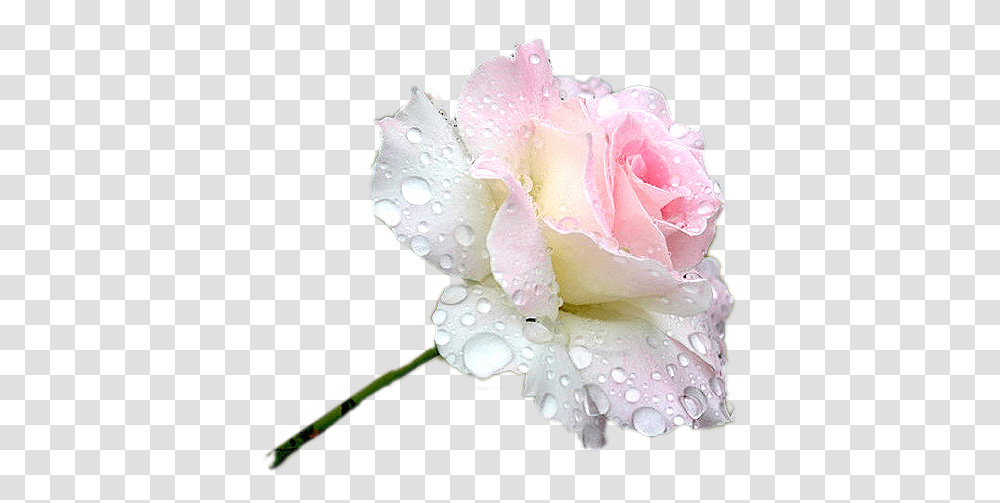 Flower Rose Dewdrops Freetoedit Freetoedit Ek Is Lief Vir Jou My Dogter, Plant, Blossom, Petal, Geranium Transparent Png