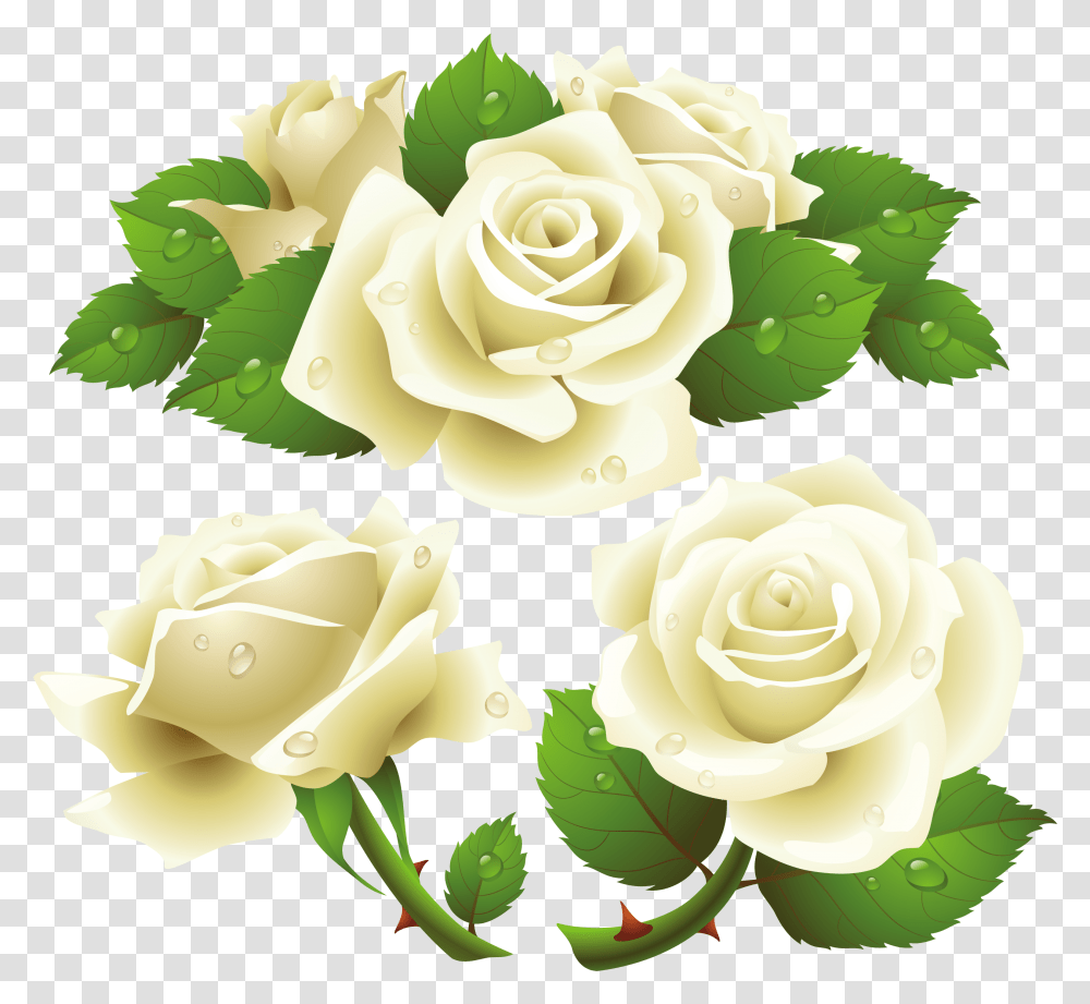 Flower Rose Garden Roses Rose Family Background White Rose, Plant, Blossom, Petal, Leaf Transparent Png