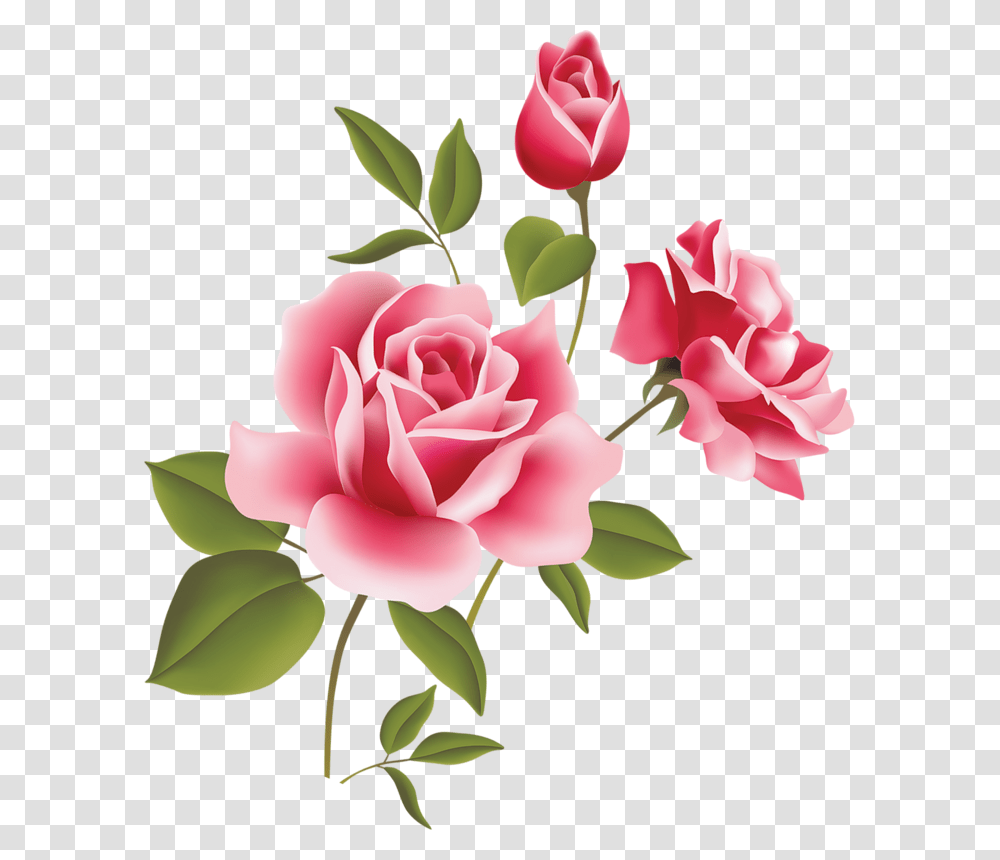 Flower Rose Pink Three Free Images Vector Pink Rose Clipart, Plant, Blossom, Petal, Peony Transparent Png