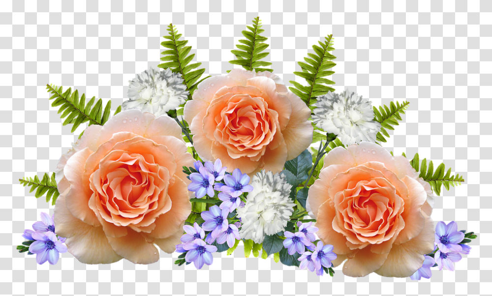 Flower, Rose, Plant, Blossom, Petal Transparent Png