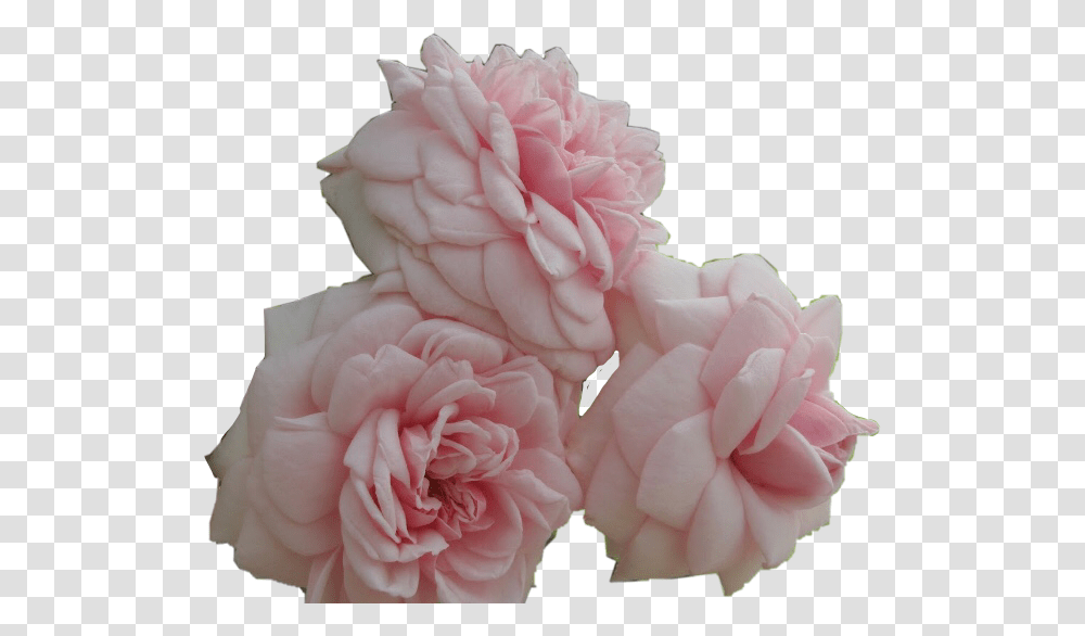 Flower Rose Pretty Pink Aesthetic Japan Roses Hybrid Tea Rose, Geranium, Plant, Blossom, Carnation Transparent Png
