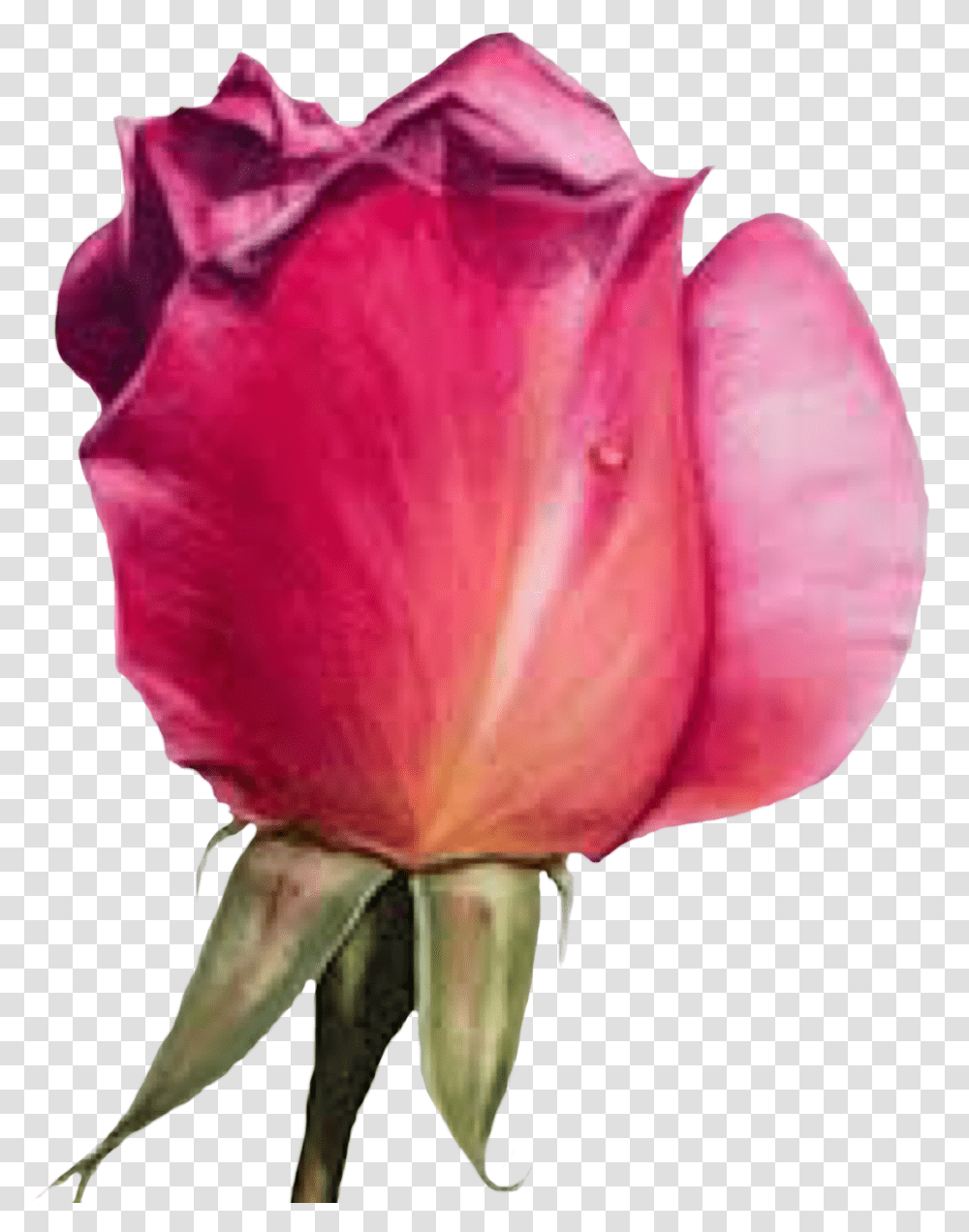 Flower Rosebud Rose Freetoedit Pink Rose Painting In Watercolor By Maria Raczynska, Petal, Plant, Blossom, Person Transparent Png