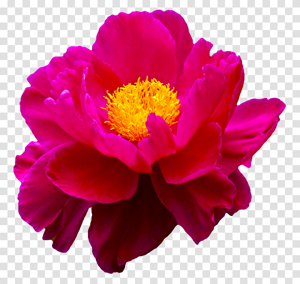 Flower Row Tumblr, Plant, Pollen, Rose, Blossom Transparent Png
