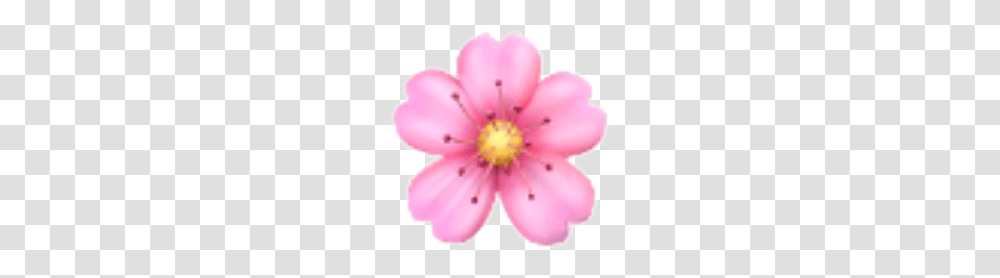 Flower Sakura Emoji Emojis Rose Sticker Ios Iphone, Plant, Anther, Blossom, Petal Transparent Png