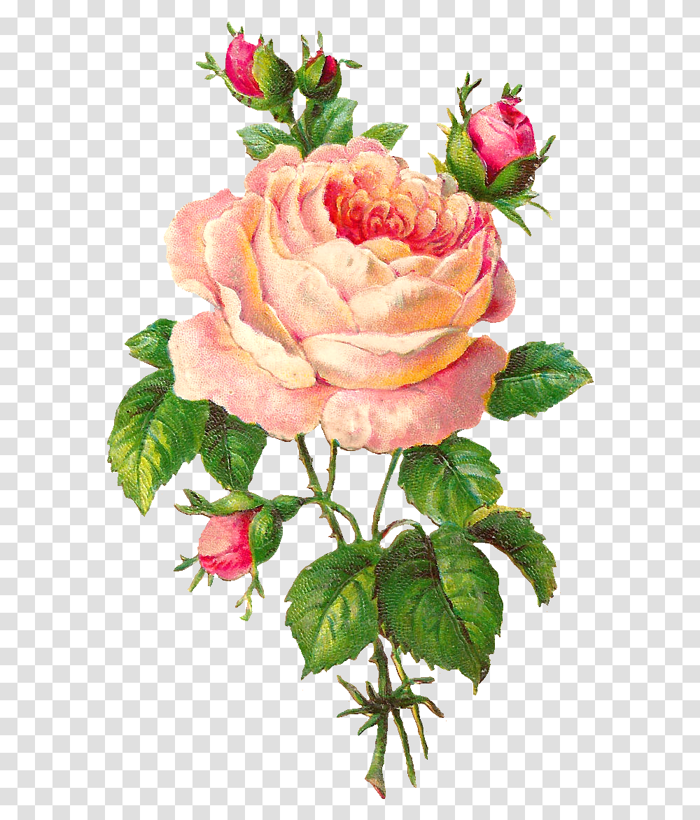 Flower Scrapbooking Pink Rose With Buds Flower Vintage Clip Art, Plant, Blossom, Petal, Geranium Transparent Png