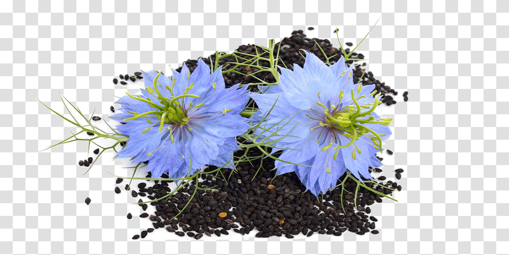 Flower Seed Black Seed Flower, Plant, Home Decor, Rug, Wasp Transparent Png