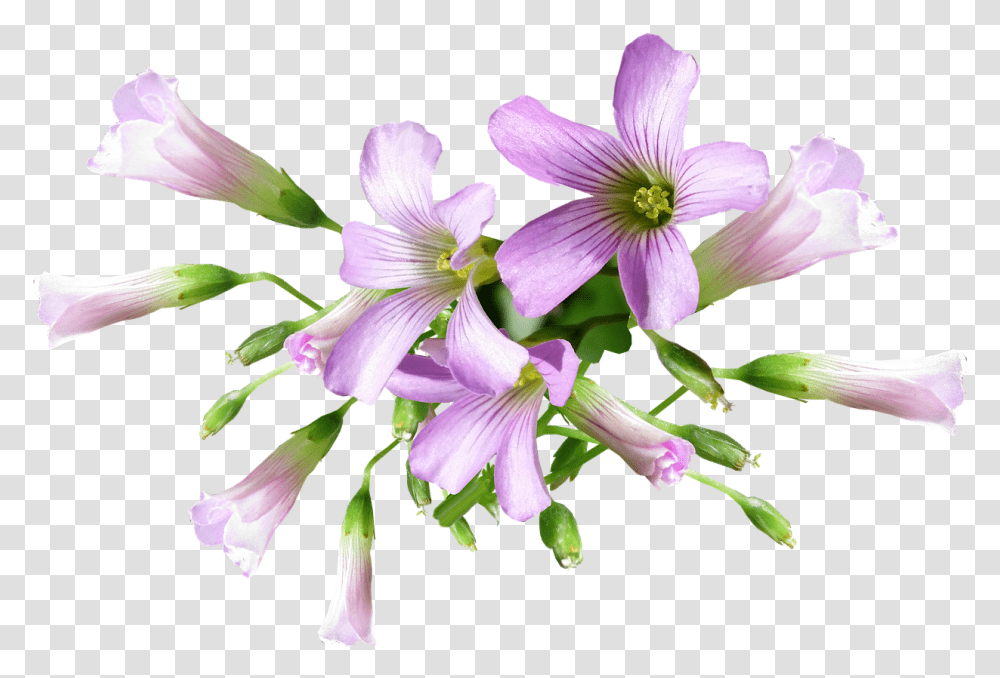 Flower Shamrock Plant Free Photo On Pixabay Shamrock Flower, Petal, Geranium, Amaryllidaceae, Pollen Transparent Png