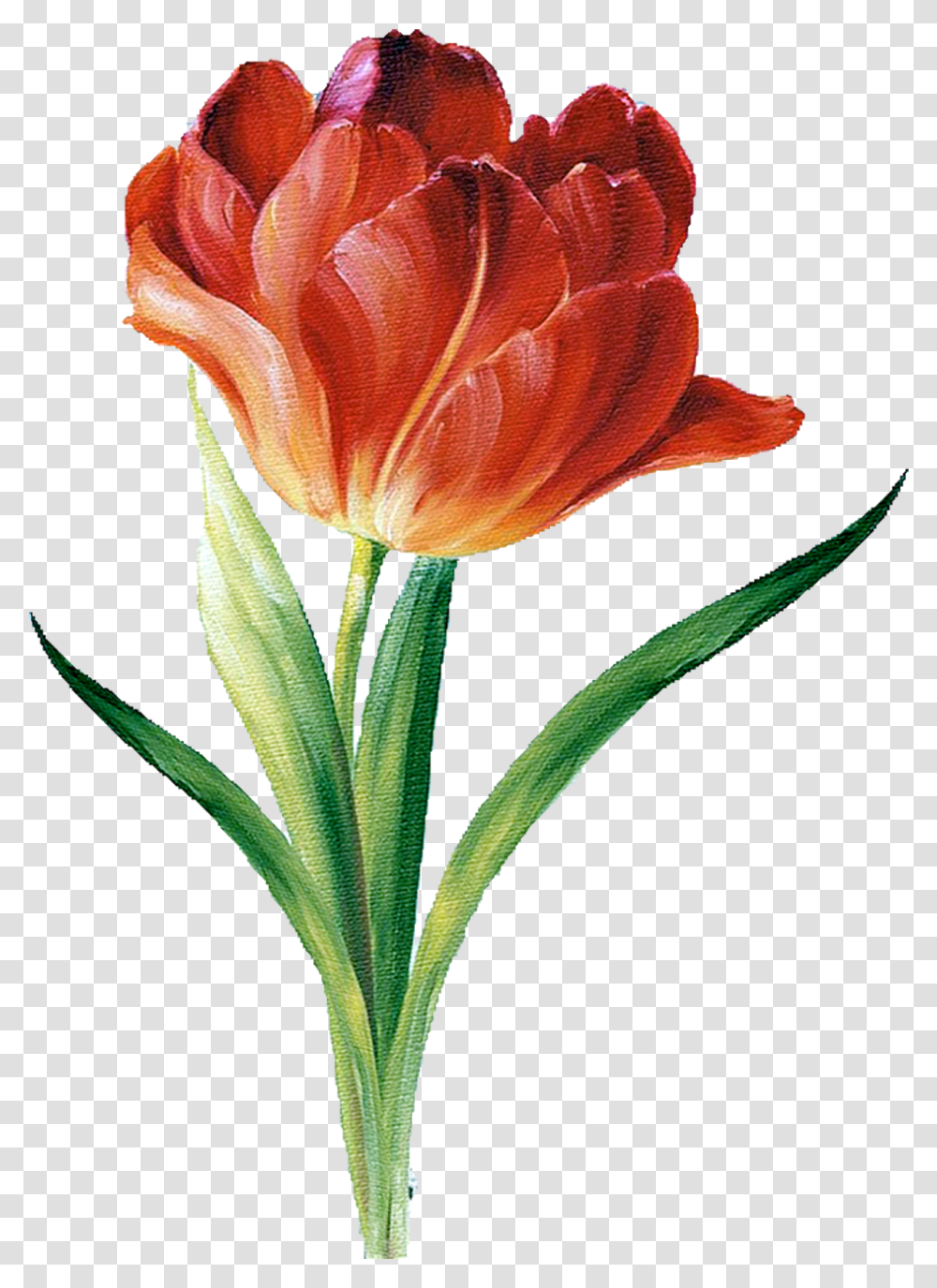 Flower Silhouette Botanical Illustration Botanical Flower Illustration, Plant, Blossom, Petal, Tulip Transparent Png
