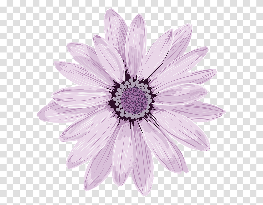 Flower Spring Fresh Stock Images, Plant, Daisy, Daisies, Blossom Transparent Png