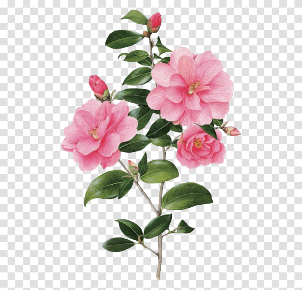 Flower Spring Overlay Edits Edit Pink Kpopedit Botanical Art, Plant, Blossom, Petal, Peony Transparent Png