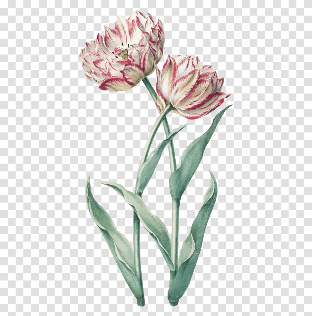 Flower Spring Pink Green Free Kpopedit Vintage Tulip Tulip Botanical Illustration, Plant, Blossom, Amaryllis, Amaryllidaceae Transparent Png