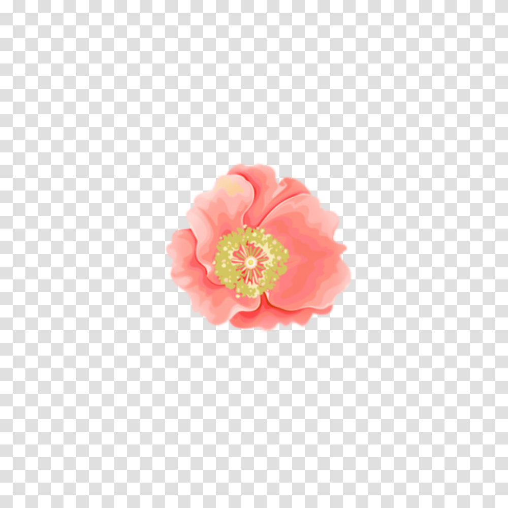 Flower Spring Pink Overlay Edit Edits Kpopedit Wate, Plant, Blossom, Rose, Hibiscus Transparent Png