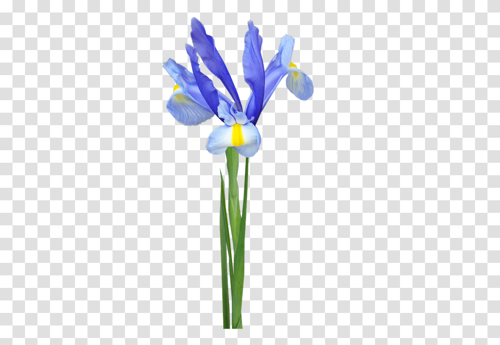 Flower Stem Blue Free Image On Pixabay Algerian Iris, Plant, Blossom, Petal, Daffodil Transparent Png