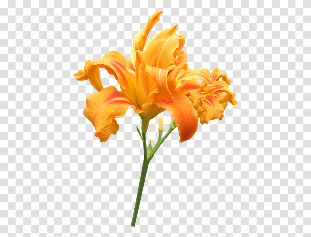 Flower Stem Day Lily Flowers With Stem, Plant, Blossom Transparent Png