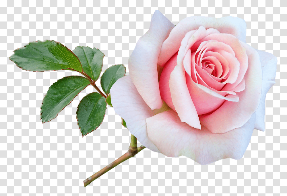 Flower Stem Pink Free Photo On Pixabay Flower, Rose, Plant, Blossom, Petal Transparent Png