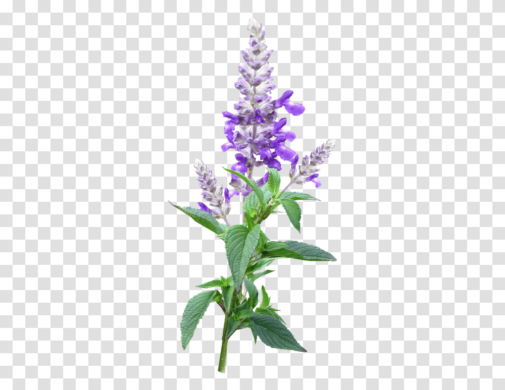 Flower Stem Purple Cut Free Photo On Pixabay Purple Flower Stem, Plant, Lupin, Blossom, Lavender Transparent Png