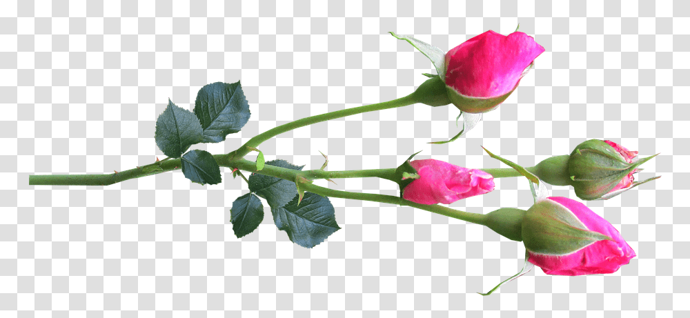 Flower Stem Rose Buds Pink Rose Buds, Plant, Blossom, Petal Transparent Png
