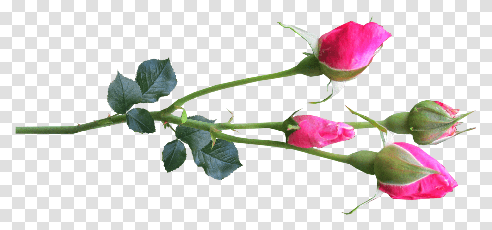 Flower Stem Rose Buds Pinkflower Pink Rose Flower Buds, Plant, Blossom, Leaf, Petal Transparent Png