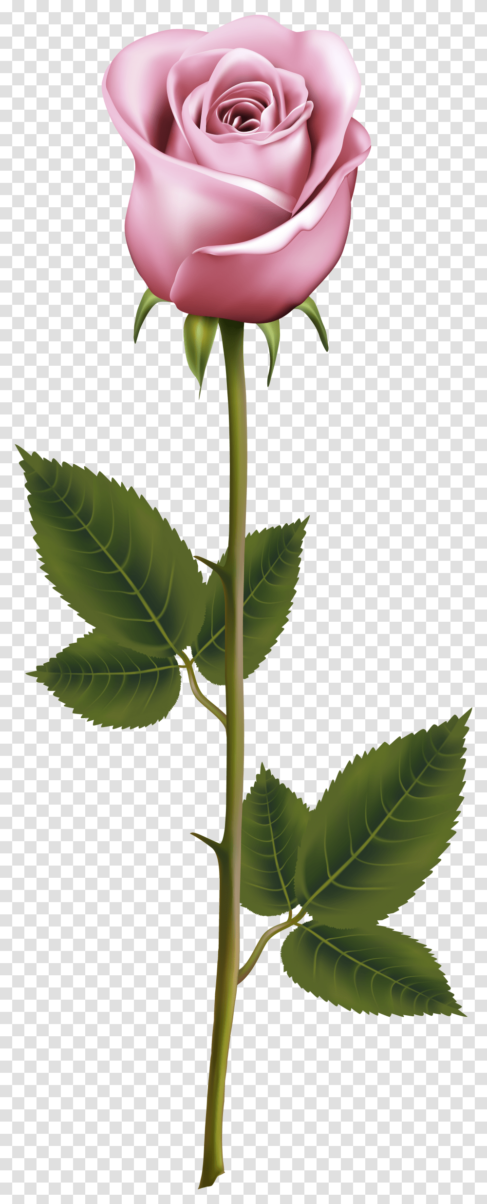 Flower Stems Picture Rose With Stem Transparent Png