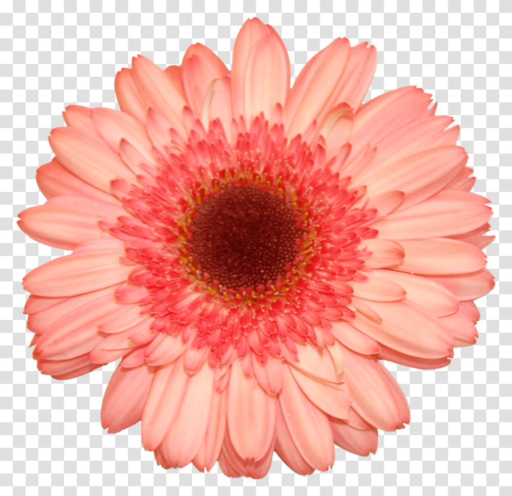 Flower Stock, Plant, Blossom, Daisy, Daisies Transparent Png