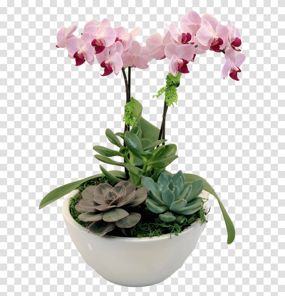 Flower Store In Milton Phalaenopsis Sanderiana, Plant, Blossom, Vase, Jar Transparent Png